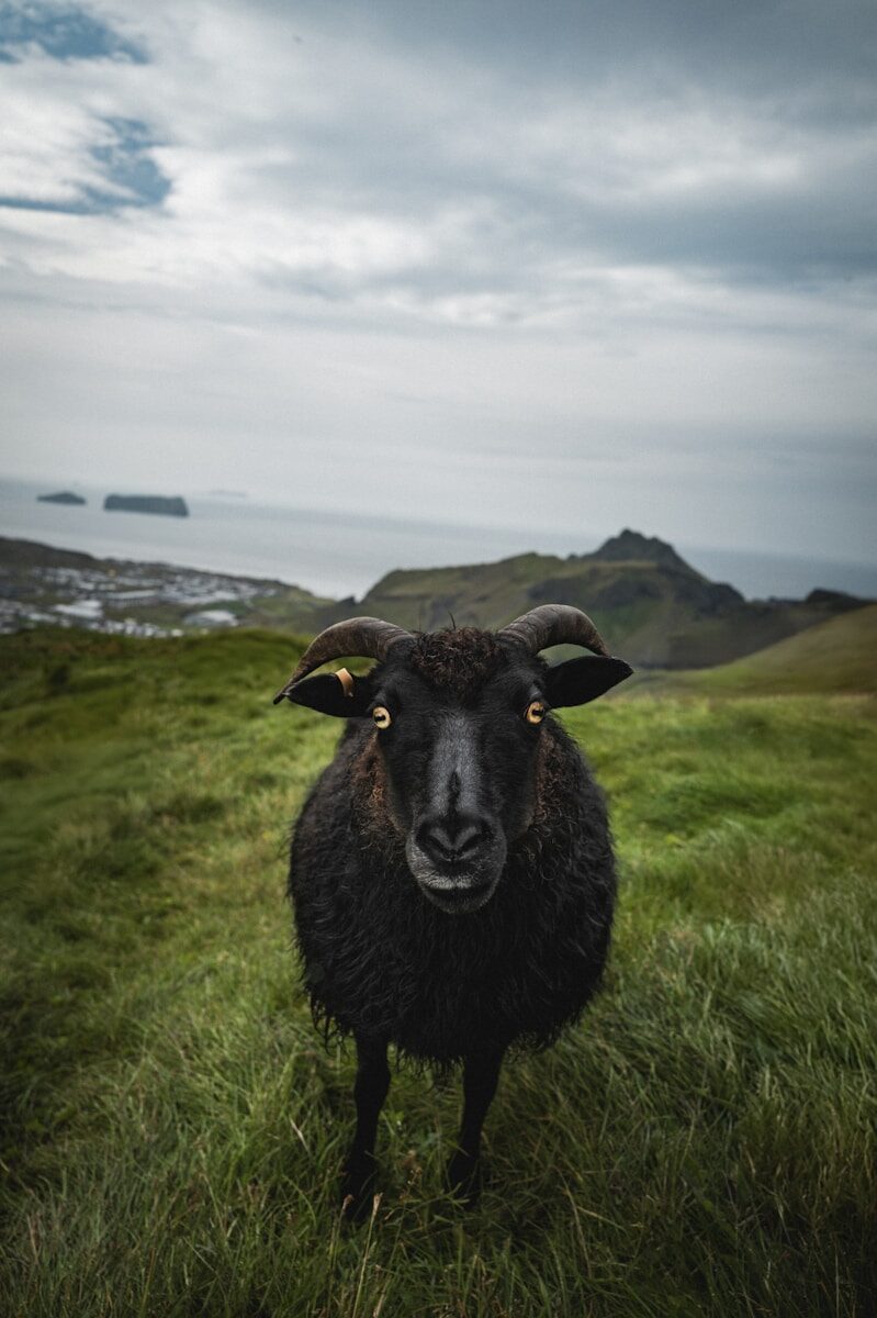 A black sheep standing on top of a lush green field